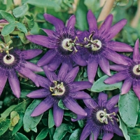 Passiflora VIOLACEA