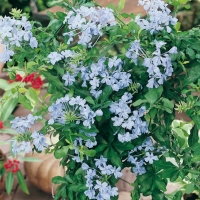 Plumbago AURICULATA = CAPENSIS