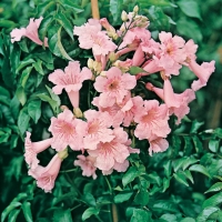 Podranea RICASOLIANA (Bignonia rosa)