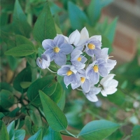 Solanum JASMINOIDES