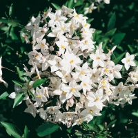 Solanum JASMINOIDES 'ALBUM'