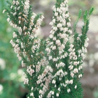 Erica arborea