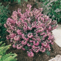 Erica carnea 'King George'