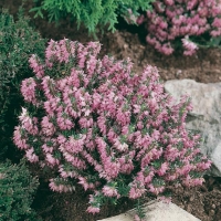 Erica carnea 'Pink Spangles'