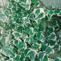 Hedera CANARIENSIS 'GLOIRE DE MARENGO'