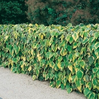 Hedera COLCHICA 'DENTATA VARIEGATA'