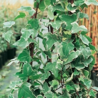 Hedera HELIX 'GLACIER'