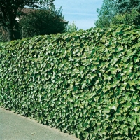 Hedera HELIX 'HIBERNICA'