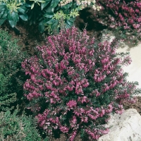 Erica carnea 'Vivelii'