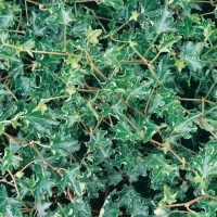 Hedera HELIX 'IVALACE'