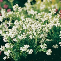 Erica cinerea 'Alba'