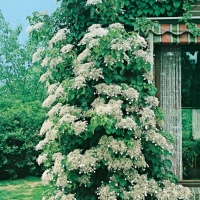 Hydrangea PETIOLARIS = ANOMALA SSP. PETIOLARIS (Ortensia rampicante)