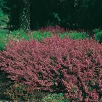 Erica cinerea 'Atrosanguinea'