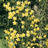 Jasminum NUDIFLORUM (Gelsomino d'inverno)