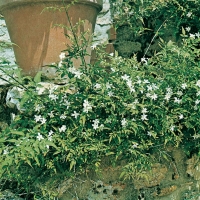 Jasminum OFFICINALE (Gelsomino bianco o comune)