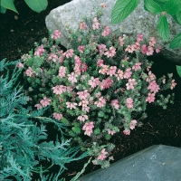 Erica tetralix 'Hookstone Pink'