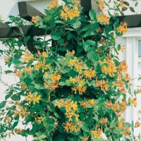 Lonicera TELLMANNIANA