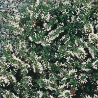 Erica vagans 'Lyonesse'