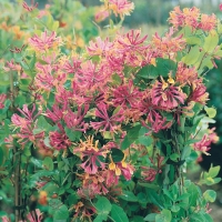 Lonicera x HECKROTTII 'GOLD FLAME'