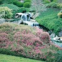 Erica vagans