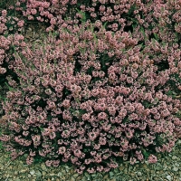 Erica vagans 'St Keverne'