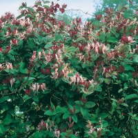 Lonicera JAPONICA VAR. CHINENSIS