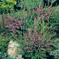 Erica x darleyensis 'Arthur Johnson'