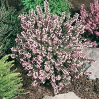 Erica x darleyensis 'Darley Dale'