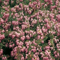 Erica x darleyensis 'Ghost Hills'