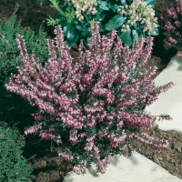 Erica x darleyensis 'J. W. Porter'