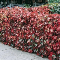 Parthenocissus TRICUSPIDATA 'ROBUSTA'