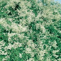 Polygonum AUBERTII = FALLOPIA BALSCHUANICA