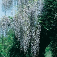 Wisteria FLORIBUNDA 'MACROBOTRYS' = FLORIBUNDA 'MULTIJUGA'