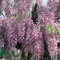 Wisteria FLORIBUNDA 'ROSEA'