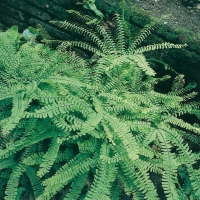 Adiantum pedatum