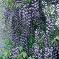 Wisteria FLORIBUNDA 'VIOLACEA PLENA'