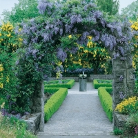 Wisteria SINENSIS