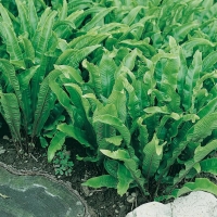 Asplenium scolopendrium (Lingua cervina)