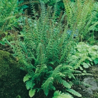 Polystichum acrostichoides