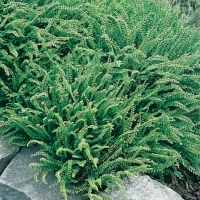 Asplenium trichomanes (Erba rugginina, falso capelvenere)