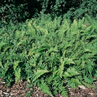 Polypodium vulgare