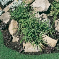 Athyrium filix-femina 'Frizelliae'