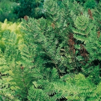 Osmunda regalis (Felce regale)