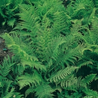 Athyrium filix-femina (Felce femmina)