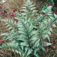 Athyrium niponicum 'Pictum'