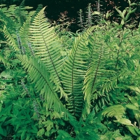 Dryopteris wallichiana