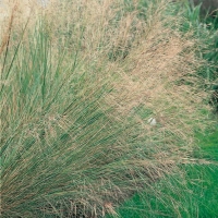 Stipa capillata