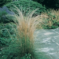 Stipa pennata