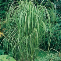 Spartina pectinata 'Aureomarginata'