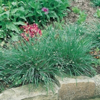 Sesleria caerulea